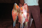 Parrot Fish; fresh caught