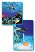 Snorkeling